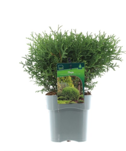 Thuja occidentalis ‘Tiny Tim’