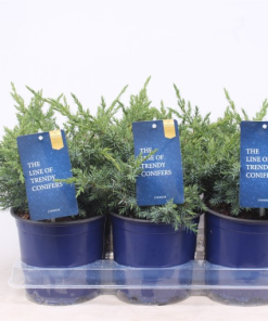 Juniperus squamata ‘Blue Swede’