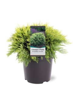 Chamaecyparis lawsoniana ‘Sunkist’