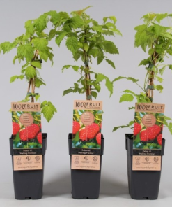 Rubus idaeus ‘Malling Promise’