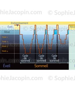 COURBE D&rsquo;UN SOMMEIL NORMAL