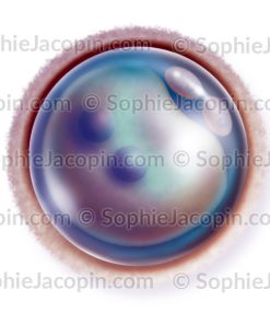 OVULE FÉCONDÉ