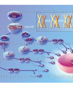 FORMATION DES SPERMATOZOÏDES