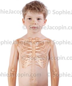 SQUELETTE THORAX