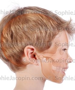CRÂNE ENFANT 6 ANS
