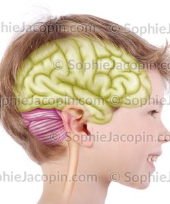 CERVEAU ENFANT 6 ANS