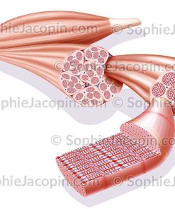 FIBRE MUSCULAIRE MYOFIBRILLE