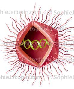 MIMIVIRUS
