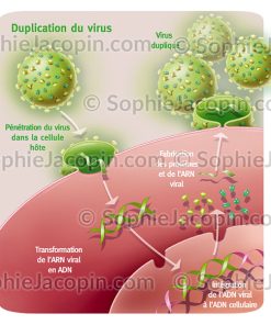 RÉPLICATION DES RÉTROVIRUS