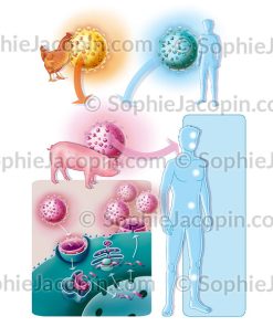 GRIPPE A H1N1