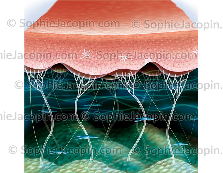 ÉLASTICITÉ DE LA PEAU – Image 2