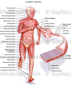 SYSTÈME MUSCULAIRE ENFANT