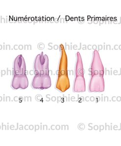 DENTS PRIMAIRES