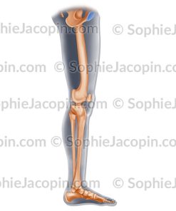 SQUELETTE INTERNE JAMBE