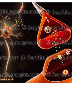 DU NEURONE À LA SYNAPSE