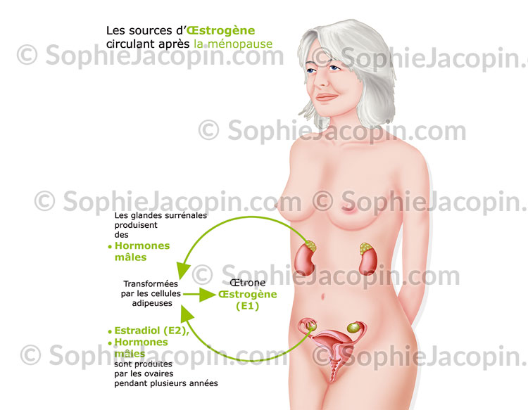 CYCLE MÉNOPAUSE – Image 5