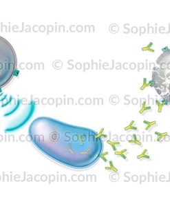 PRINCIPE DE LA VACCINATION