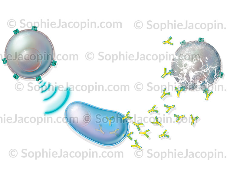 PRINCIPE DE LA VACCINATION – Image 2