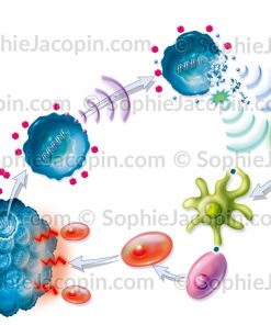 CHIMIOTHÉRAPIE AUX ANTRACYCLINES