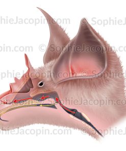 ORL DE CHAUVE-SOURIS RHINOLOPHE