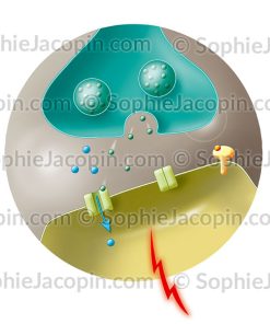 ACTIVITÉ NEURONALE SOUS ADÉNOSINE