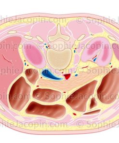 COUPE TRANSVERSALE ABDOMINALE