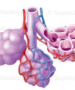 ALVÉOLES PULMONAIRES