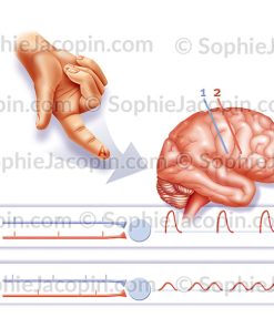 STIMULATION SENSORIEL