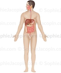 ANATOMIE DE L’APPAREIL DIGESTIF