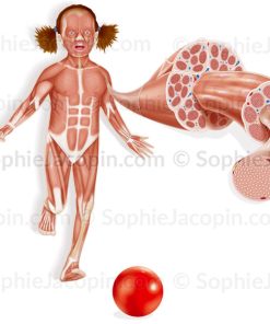 APPAREIL MUSCULAIRE – MUSCLE