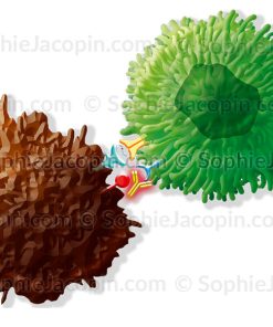 IMMUNO-ONCOLOGIE-ANTI PD-L1