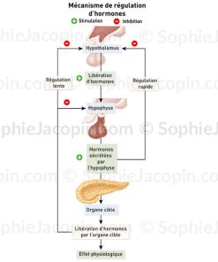 RÉGULATION HORMONALE