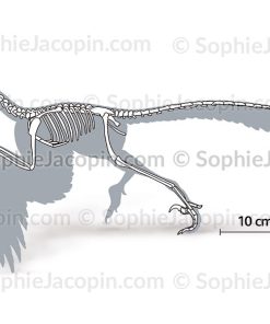 SQUELETTE D&rsquo;UN ARCHÆOPTÉRIX
