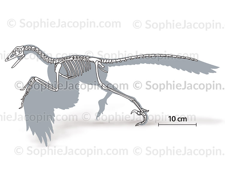 SQUELETTE D’UN ARCHÆOPTÉRIX – Image 2