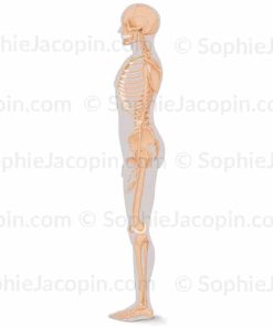 SQUELETTE HOMME PROFIL