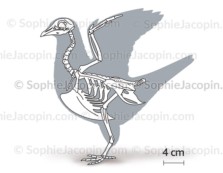 SQUELETTE D’UN ARCHÆOPTÉRIX – Image 4