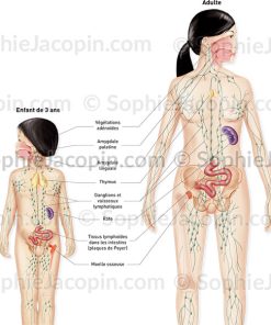 SYSTÈME LYMPHATIQUE ENFANT-ADULTE