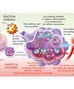 TEMPÊTE CYTOKINIQUE