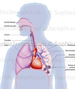 VASCULARISATION SYSTÈME RESPIRATOIRE
